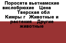 Поросята вьетнамские вислобрюхие › Цена ­ 2 800 - Тверская обл., Кимры г. Животные и растения » Другие животные   